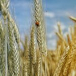 E-variant, Вибір корисних продуктів харчування, Україна.