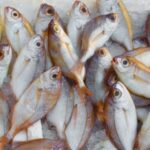 E-variant, Вибір корисних продуктів харчування, Україна.
