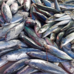 E-variant, Вибір корисних продуктів харчування, Україна.