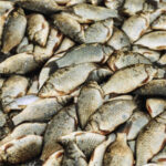 E-variant, Вибір корисних продуктів харчування, Україна.